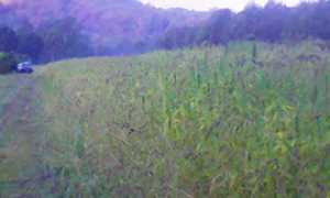 b piantagione canapa ornavasso