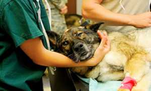 b veterinario cane