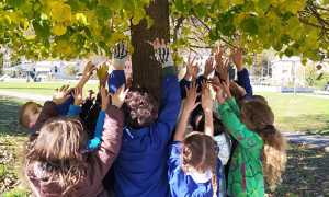 bambini albero medie preglia