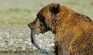 bear fish fishing food mining 630971.jpgd