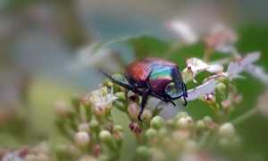 beetle 5414342 960 720