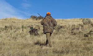 cacciatore cane salita