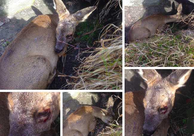 camoscio investito cosasca