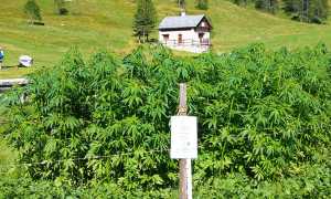 canapa ossola baita Campo