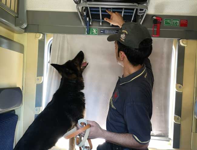 cane controllo treno
