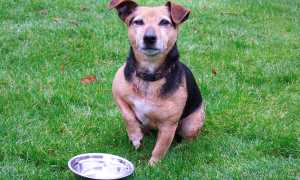 cane ciotola cibo