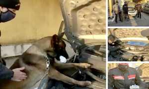 cane droga motore mix