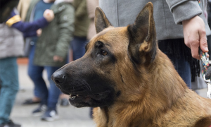 cane lupo guinzaglio