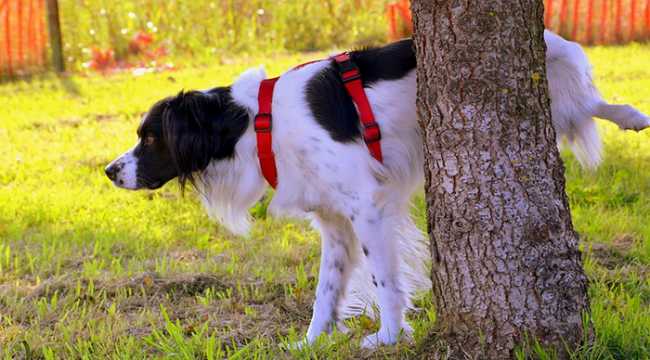 cane pipi albero