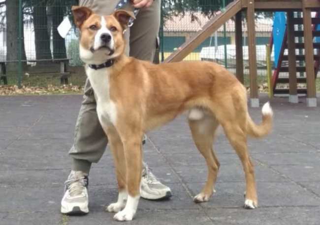 cane scomparso lago antrona