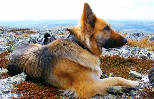 cane tedesco panorama