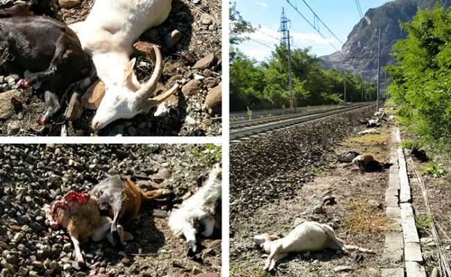 capre morte ferrovia