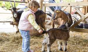 capretto uova vigezzo bambino