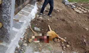 capriolo lupo vigezzo luglio 23