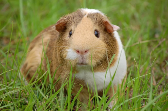 cavia prato