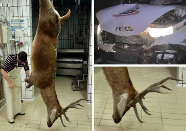 cervo appeso incidente