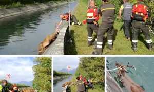 cervo canale mix ott 19