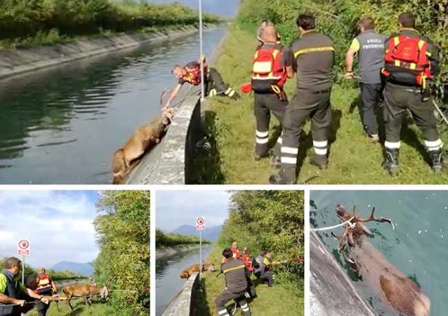 cervo canale mix ott 19