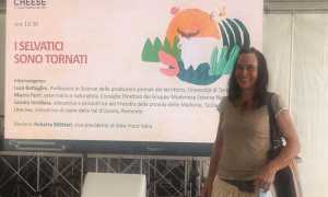 cheese selvatici