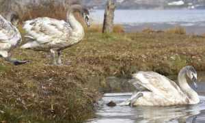 cigni liberati mergozzo