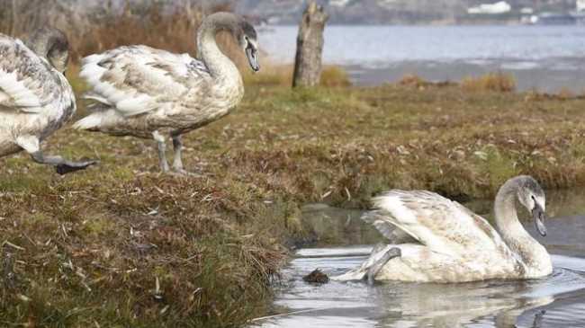 cigni liberati mergozzo