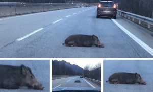 cinghiale investito superstrada