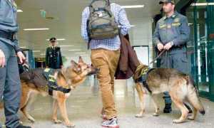 cinofila antidroga cani finanza