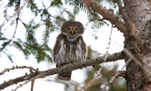 civetta nana1 foto di Radames BIONDA 1