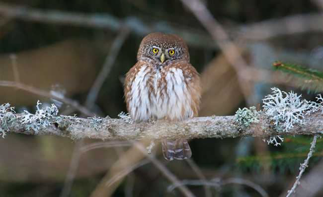 civetta nana2 ok foto di Radames BIONDA 3