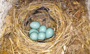 codirosso uova uccelli azzurre