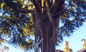 corta albero rovereto luci