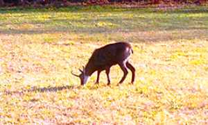 corta camoscio turla cosasca