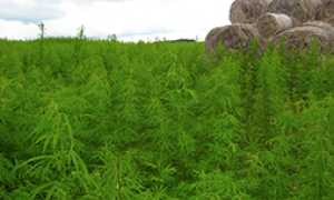 corta canapa piantagione marjuana