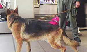 corta cane antidroga gdf