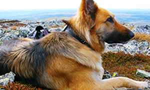 corta cane tedesco panorama