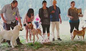 corta cani macugnaga