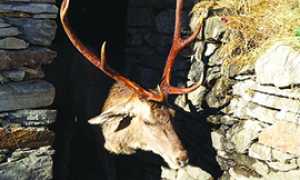 corta cervo gustavo trasquera