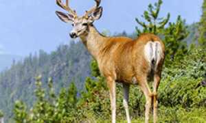 corta cervo montagna 