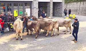 corta fiera vacche cordo foro 2015