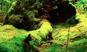 corta foresta muschio