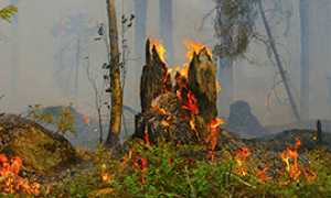 corta incendio bosco