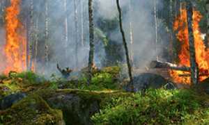 corta incendio bosco