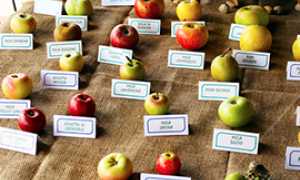 corta mele varieta esposizione