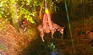 corta mucca gru vigili