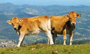 corta mucche prato vacche montagna