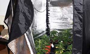 corta ok serra mariuana