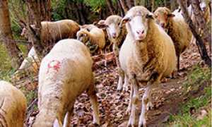 corta pecore gregge