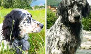 corta setter scomparsi baceno