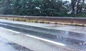 corta superstrada piante