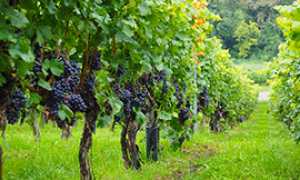 corta vitigno uva vino